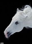 pic for WHITE HORSE